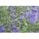Кариоптерис  ( Caryopteris clandonensis )