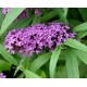 Будлея ( Buddleia davidii sp.)