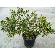 Илекс (Ilex aquifolium "Golden Queen")