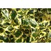 Илекс (Ilex aquifolium "Golden Queen")
