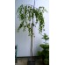 Плачеща бреза (Betula pendula "Youngii")