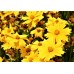Кореопсис Coreopsis Grandiflora Presto Кореопсис Coreopsis Grandiflora Presto