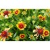 Гайлардия (Gaillardia aristata sp.)
