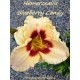 Хемерокалис (Hemerocallis Blueberry Candy) Хемерокалис (Hemerocallis Blueberry Candy)