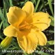 Хемерокалис Hemerocallis Stella de Oro Хемерокалис Hemerocallis Stella de Oro