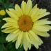 Маргарита ( Leucanthemum maximum Banana Cream ) Маргарита ( Leucanthemum maximum Banana Cream )