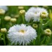 Маргарита Leucanthemum superbum Laspider