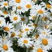 Маргарита Leucanthemum maximum Snow Lady Маргарита Leucanthemum maximum Snow Lady