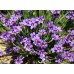 Сисиринхиум ( Sisyrinchium angustifolium Lucerne ) Сисиринхиум ( Sisyrinchium angustifolium Lucerne )