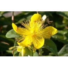 Хиперикум (Hipericum calycinum)