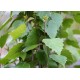 Бреза ( Betula pendula)