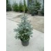 Сребрист смърч ( Picea pungens sp. )