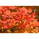 Червен клен (Acer rubrum)