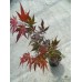 Японски клен (Acer pal. Atropurpureum)