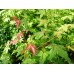 Японски клен ( Acer palmatum )