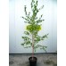 Бреза ( Betula pendula)