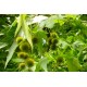 Чинар ( Platanus sp. )