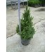 Джуджевиден смърч (Picea conica)