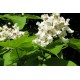 Каталпа (Catalpa bignonioides)