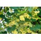 Липа ( Tilia sp. )