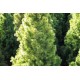Джуджевиден смърч (Picea conica)