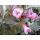 Вайгела червенолистна ( Weigela florida foliis purpurea )