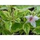 Вайгела  пъстролистна ( Weigela florida variegata)